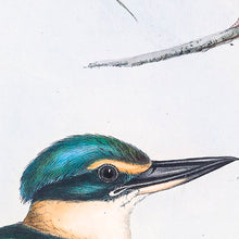 Load image into Gallery viewer, Sacred Kingfisher (Todiramphus sanctus) (enlarged)