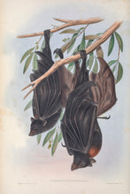 Load image into Gallery viewer, &#39;Funerary Vampire&#39; (Black Flying Fox)