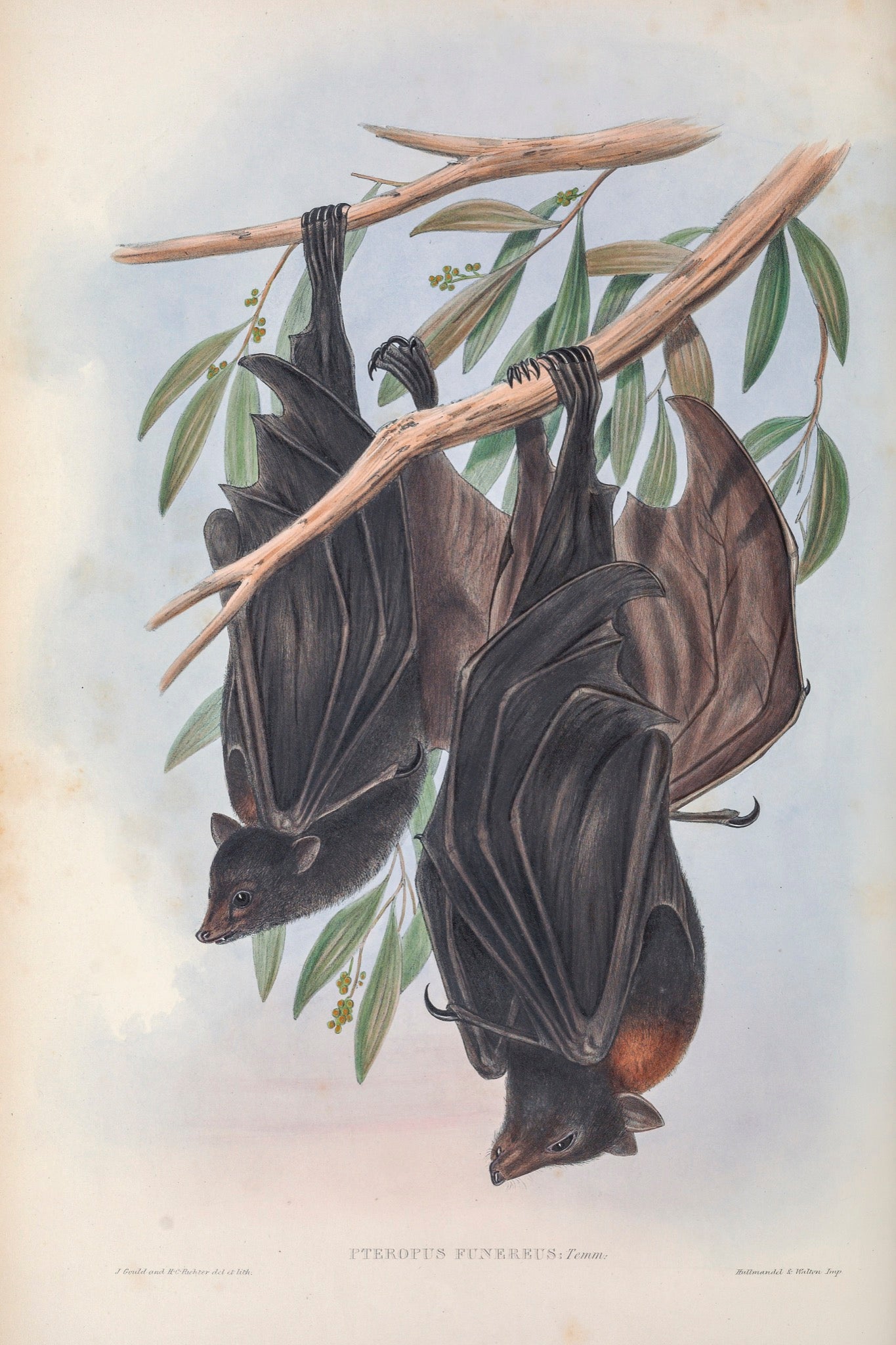 'Funerary Vampire' (Black Flying Fox)