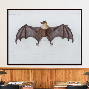 Bat (Tonga)