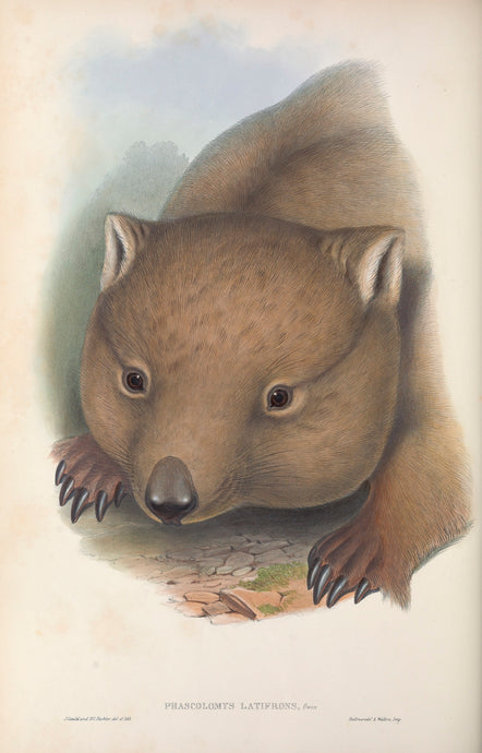 Wombat