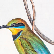 Load image into Gallery viewer, Rainbow Bee-eater (Merops ornatus)