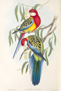 Eastern Rosella (Platycercus eximius)