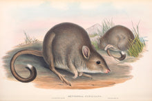 Load image into Gallery viewer, Eastern Bettong