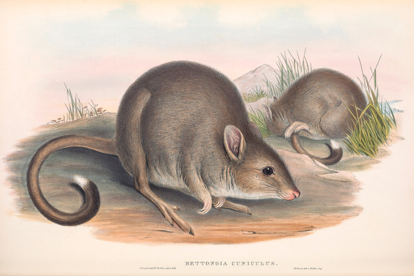 Eastern Bettong