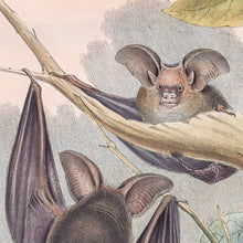 Load image into Gallery viewer, Lesser long-eared bat