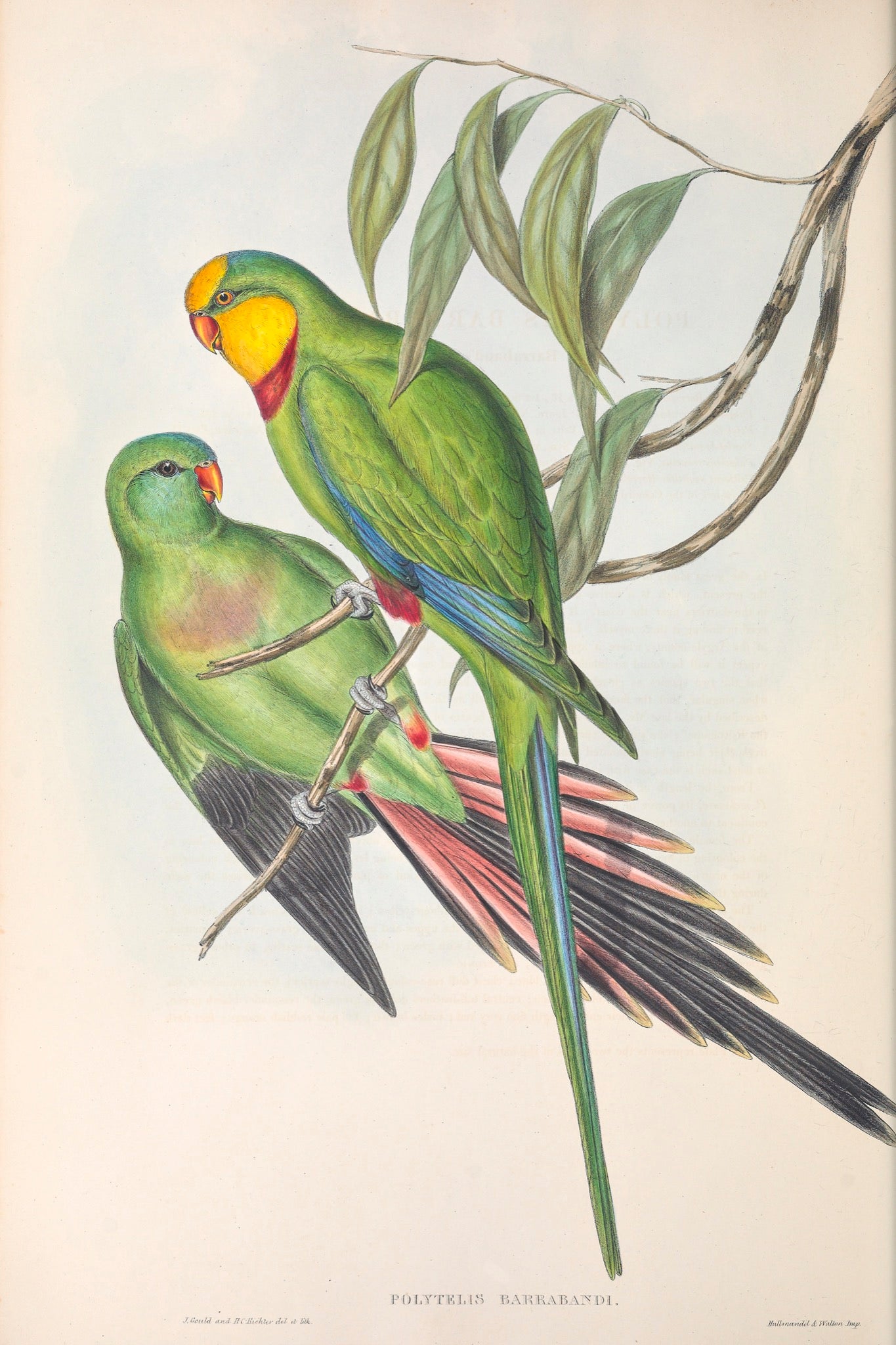 Superb Parrot, or Barrabands Parrot (Polytelis swainsonii)