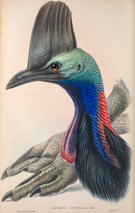 Southern cassowary (Casuarius casuarius)