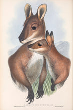 Load image into Gallery viewer, Red-necked Wallaby with joey