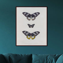 Load image into Gallery viewer, Butterflies