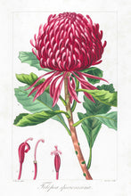 Load image into Gallery viewer, Waratah (Telopea speciosissima)