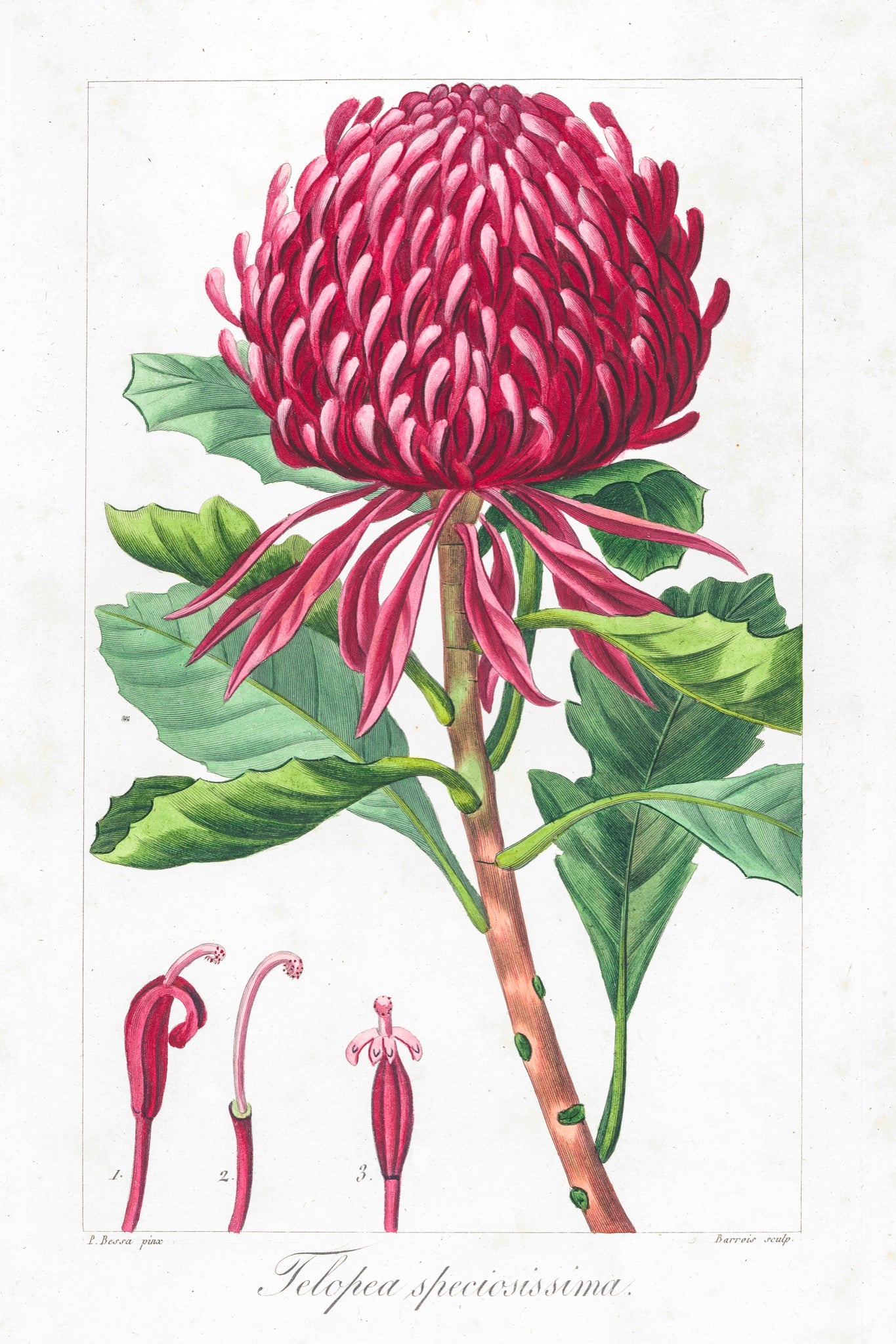 Waratah (Telopea speciosissima)