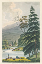 Load image into Gallery viewer, Scene up the River Huon, Van Diemen&#39;s Land