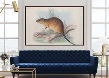 Load image into Gallery viewer, Rakali, &#39;Fulvous Beaver-rat&#39;, Water Rat