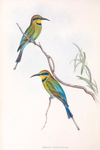 Rainbow Bee-eater (Merops ornatus)