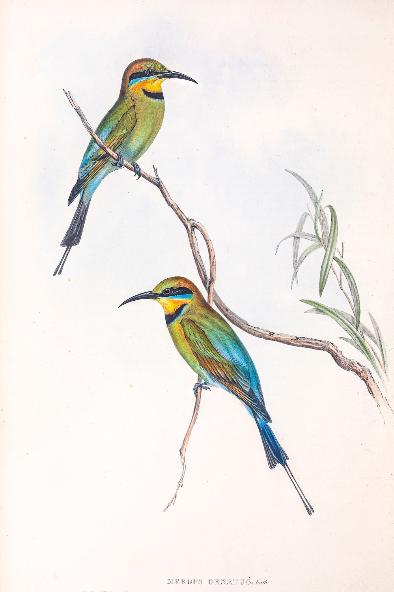 Rainbow Bee-eater (Merops ornatus)