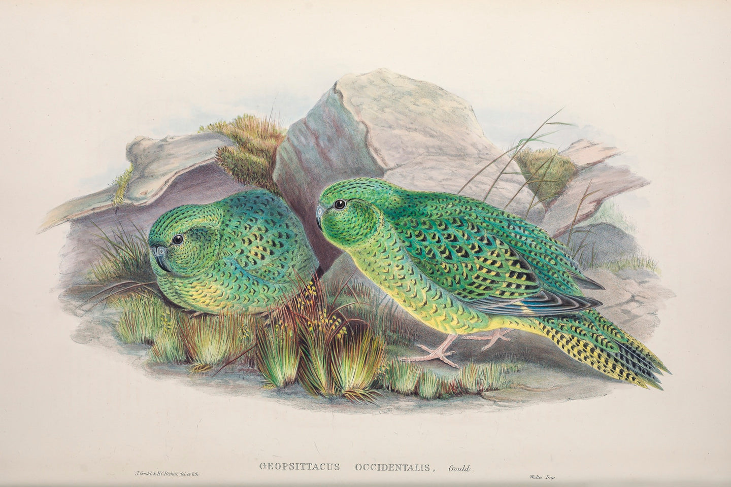 Night Parrot (Pezoporus occidentalis)