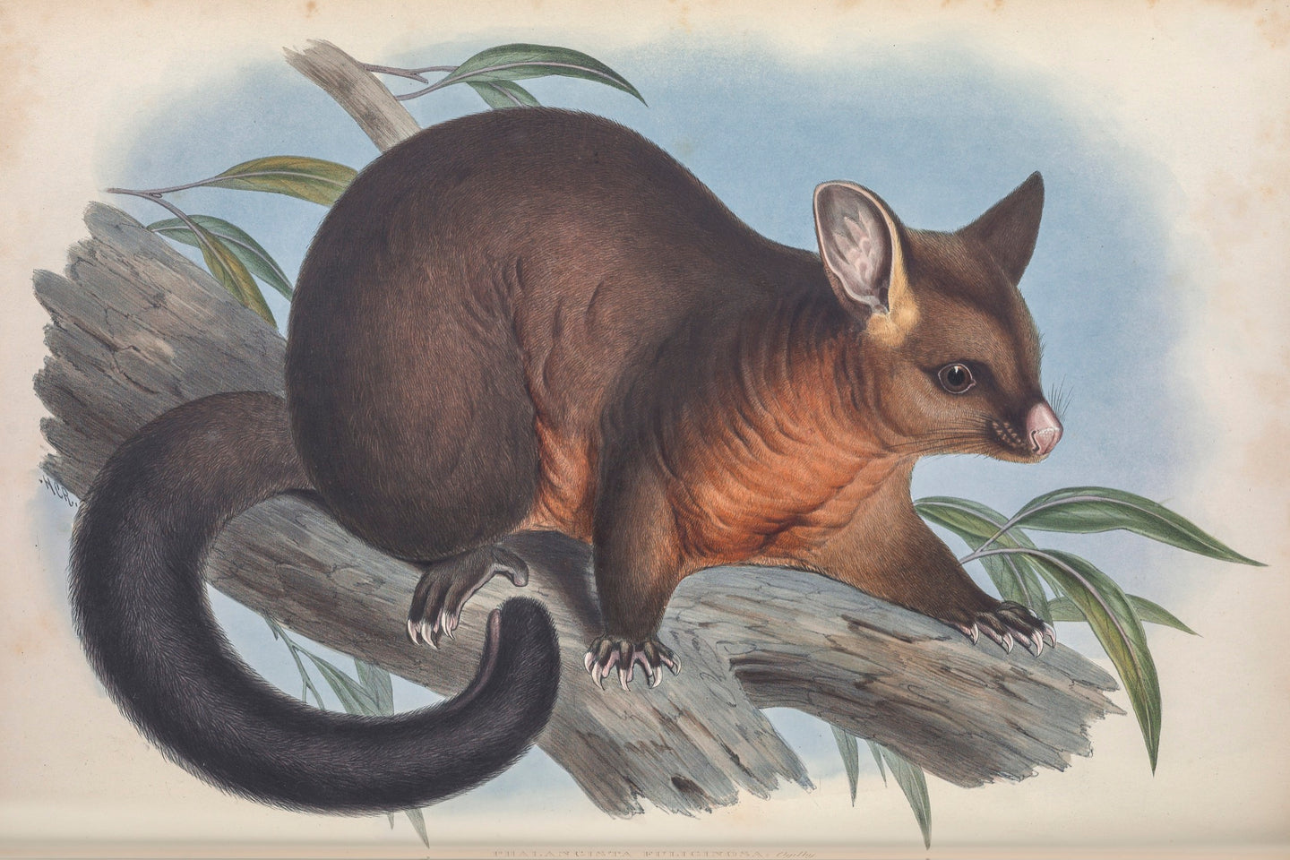 Brushtail possum