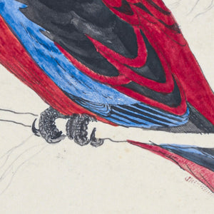 Crimson Rosella