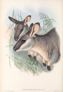 Western brush wallaby