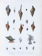 Load image into Gallery viewer, Molluscs