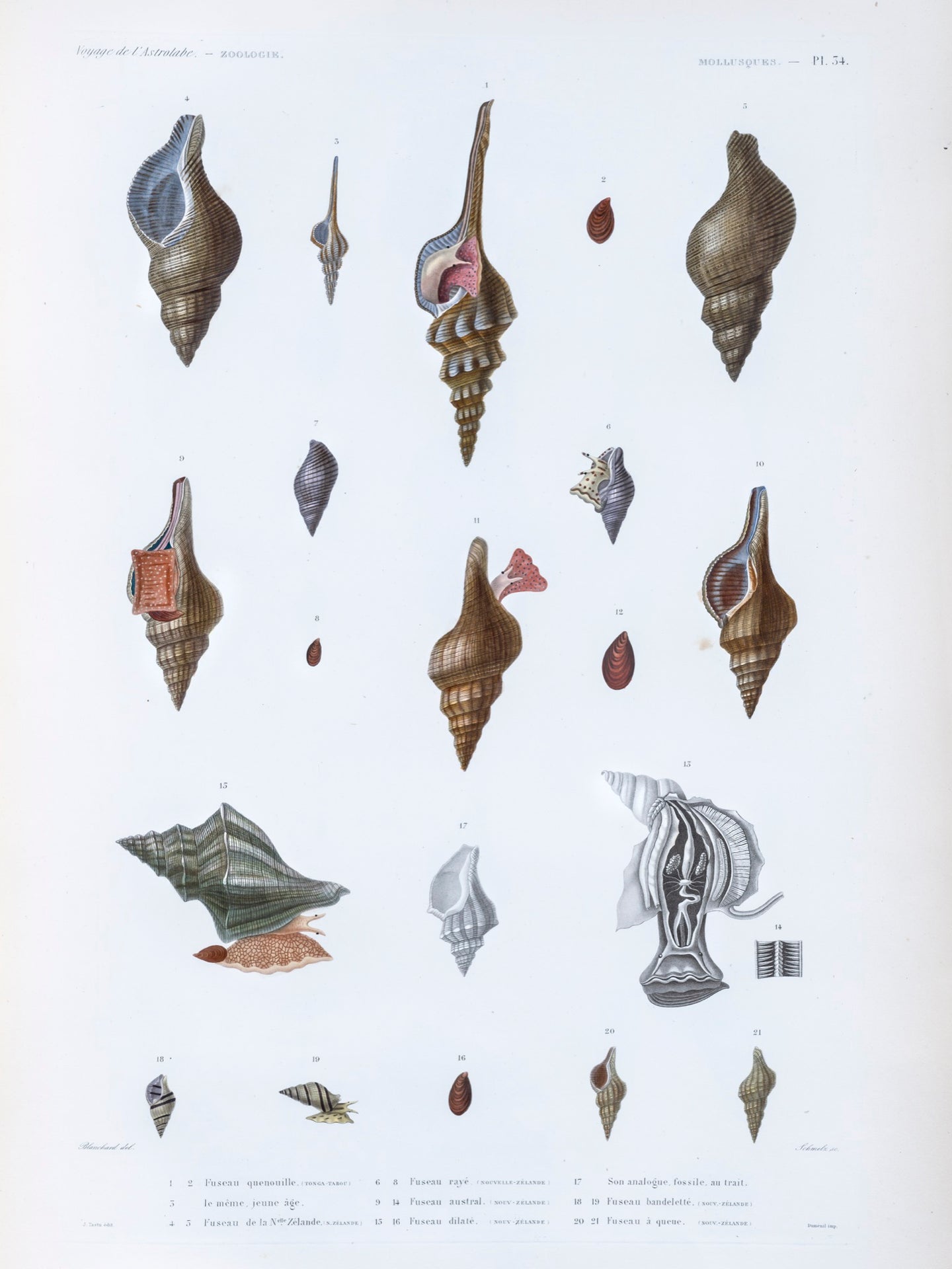 Molluscs