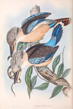 Load image into Gallery viewer, Blue-winged Kookaburra (Dacelo leachii), 1848