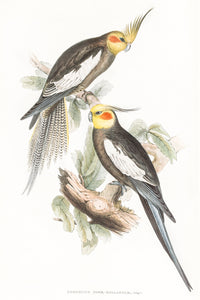 Cockatiel (Nymphicus hollandicus)