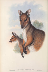 Red-legged Pademelon