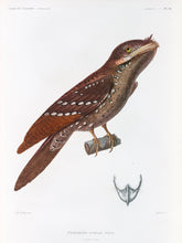 Load image into Gallery viewer, Marbled Frogmouth