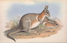 Load image into Gallery viewer, Crescent nail-tail wallaby