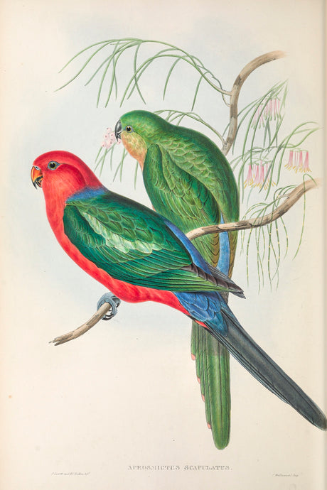 King Parrot (Alisterus scapularis)