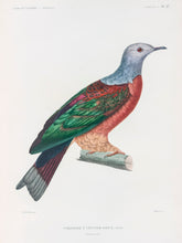 Load image into Gallery viewer, Red-bellied fruit dove, New Guinea