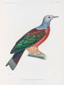 Red-bellied fruit dove, New Guinea