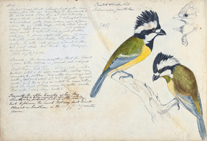 Crested Shrike-tit