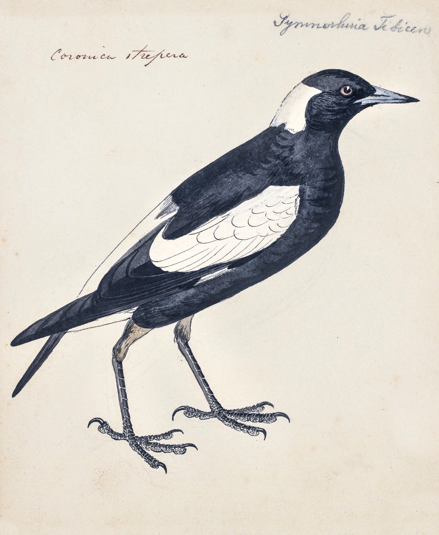 Magpie