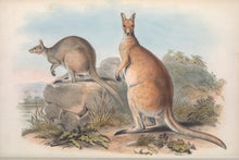 Load image into Gallery viewer, Antilopine kangaroo