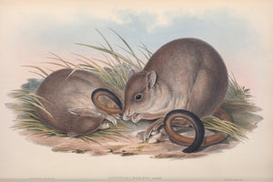 Woylie, or Brush-tailed Bettong