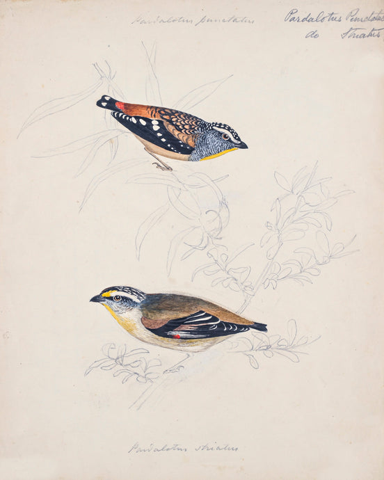 Spotted Pardalote