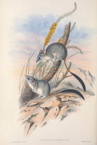 Red-tailed phasgogale