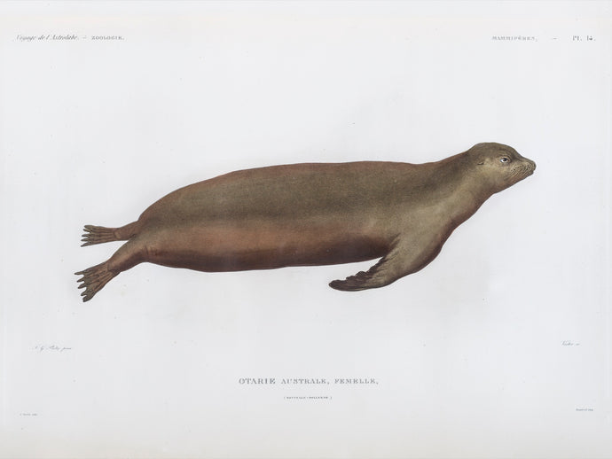 Sea Lion (female)