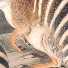 Load image into Gallery viewer, Numbat