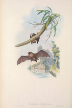 Load image into Gallery viewer, Little Bat (Eastern Forest Bat)