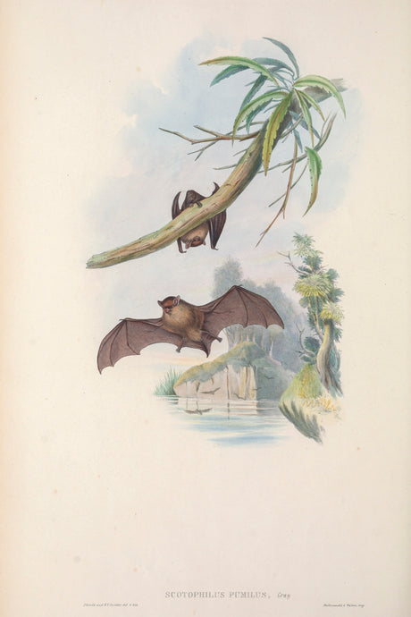 Little Bat (Eastern Forest Bat)