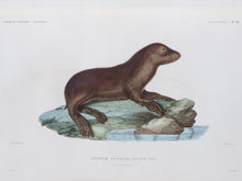 Load image into Gallery viewer, Sea Lion (juvenile)