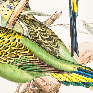 Budgerigar (Melopsittacus undulatus)