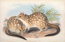 Load image into Gallery viewer, Western Quoll