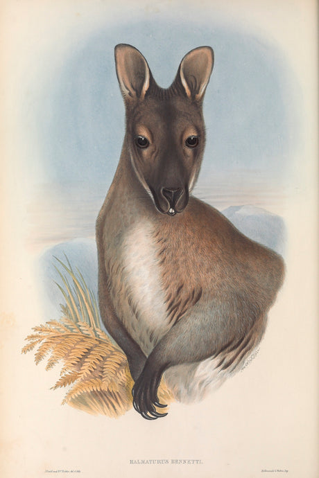 Red-necked wallaby or Bennett's wallaby