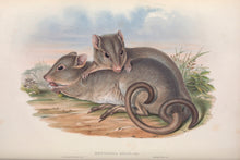 Load image into Gallery viewer, Boodie, or Burrowing Bettong