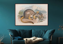 Load image into Gallery viewer, Yellow-footed Rock-wallaby